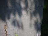 image of grave number 833521